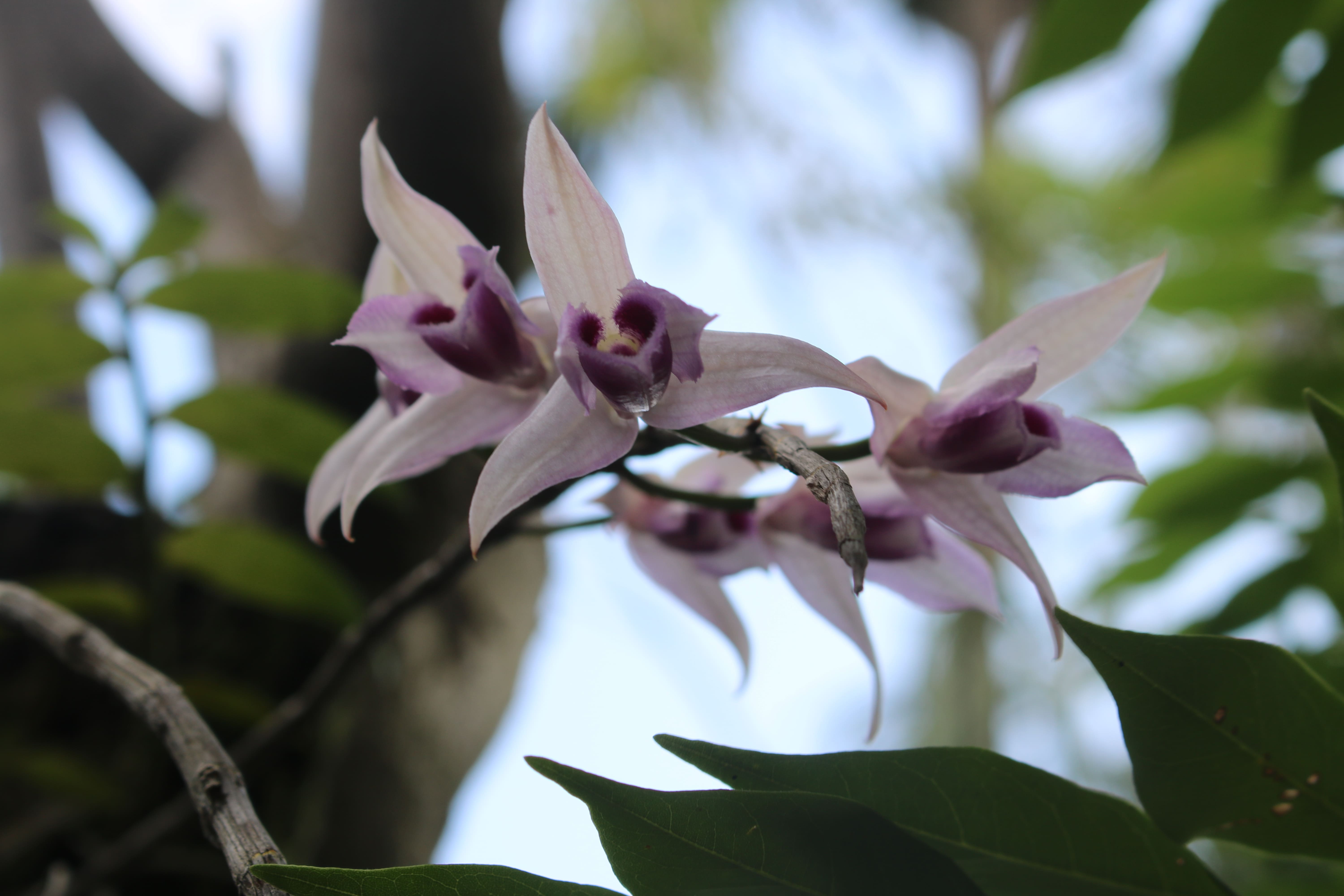Desti Orchid