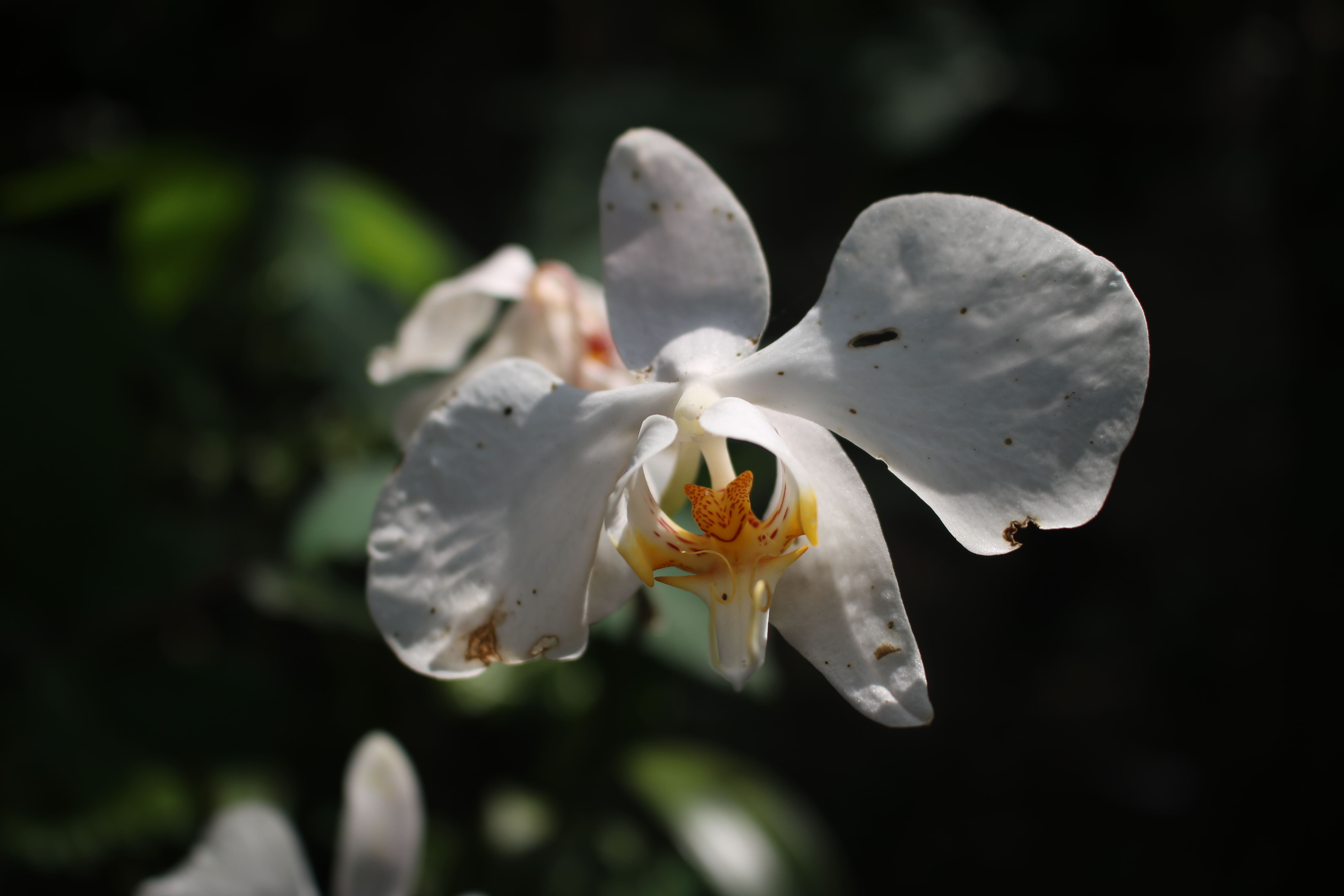 Naladhipa Orchid